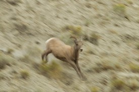 bighorn